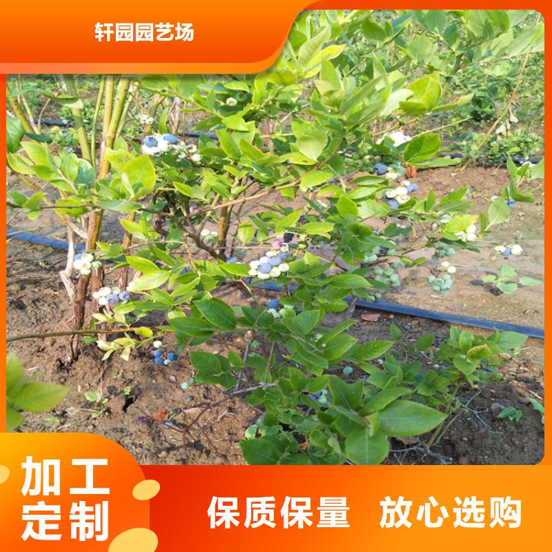 藍莓苗【草莓苗】多種規格庫存充足