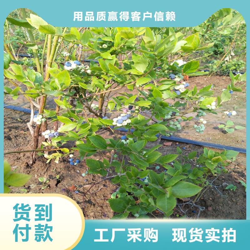 【藍莓苗】石榴樹廠家十分靠譜