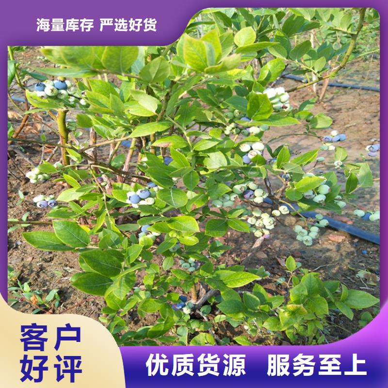 【藍莓苗】石榴樹廠家十分靠譜