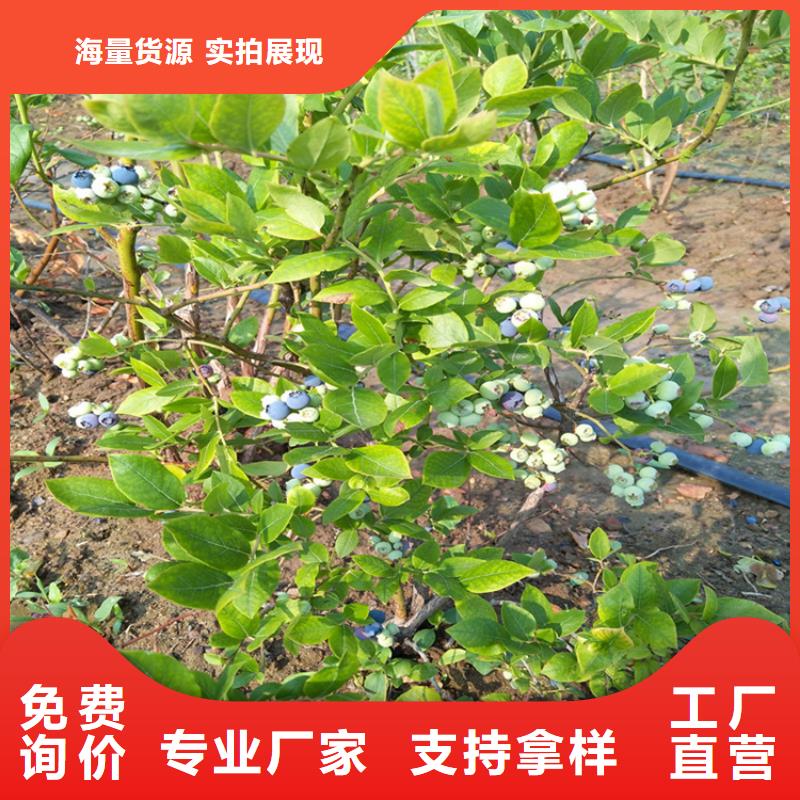 藍莓苗【蘋果苗】拒絕中間商