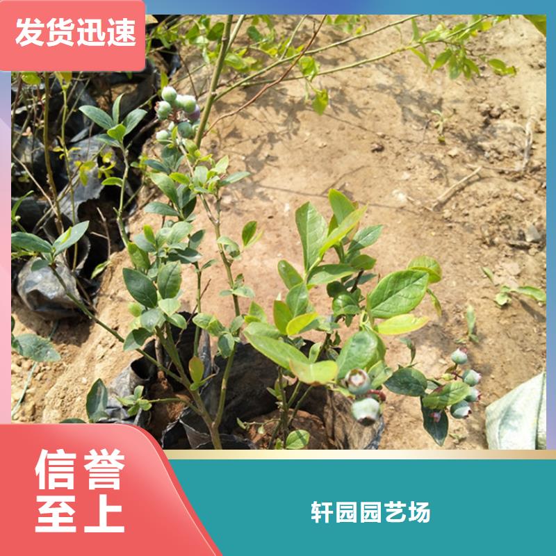 藍莓苗無花果苗廠家直銷規(guī)格多樣