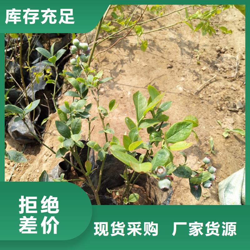 藍莓苗【蘋果苗】擁有多家成功案例