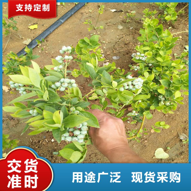 蓝莓苗樱桃苗厂家拥有先进的设备