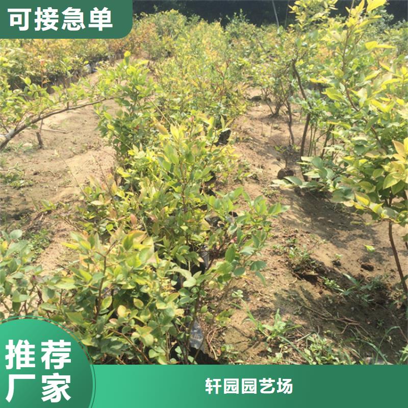 【藍莓苗】石榴樹廠家十分靠譜