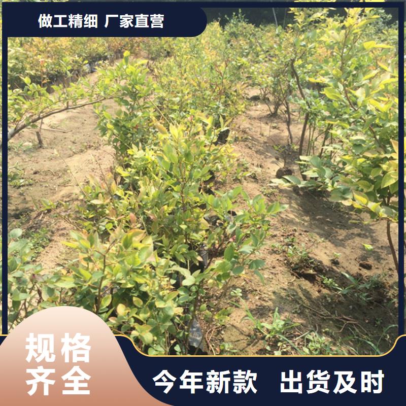 蓝莓苗苹果苗实力优品
