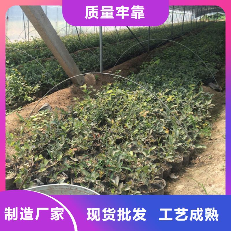 藍莓苗【櫻桃苗】全品類現貨