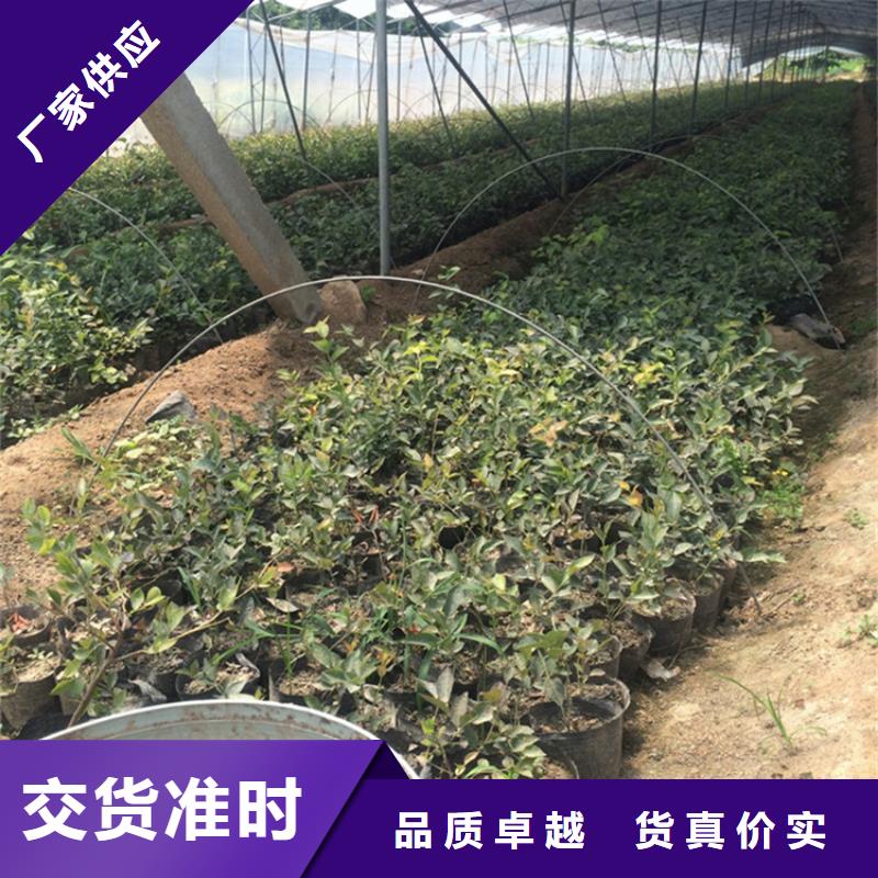 藍莓苗,【蘋果苗】保質(zhì)保量