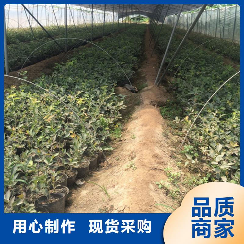 【蓝莓苗_红颜草莓严格把关质量放心】