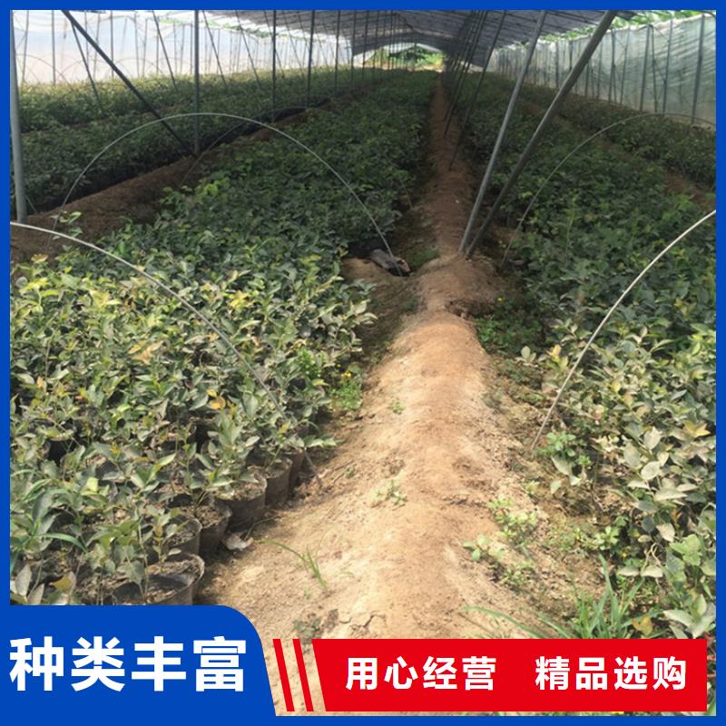 【藍莓苗】蘋果苗現(xiàn)貨充足