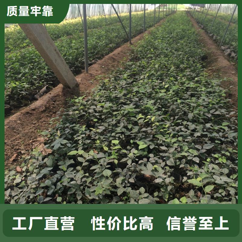 【藍莓苗】紅顏草莓價格實惠工廠直供