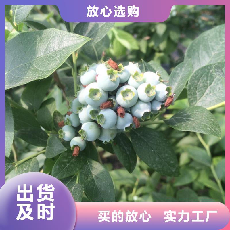 【蓝莓苗】樱桃苗加工定制