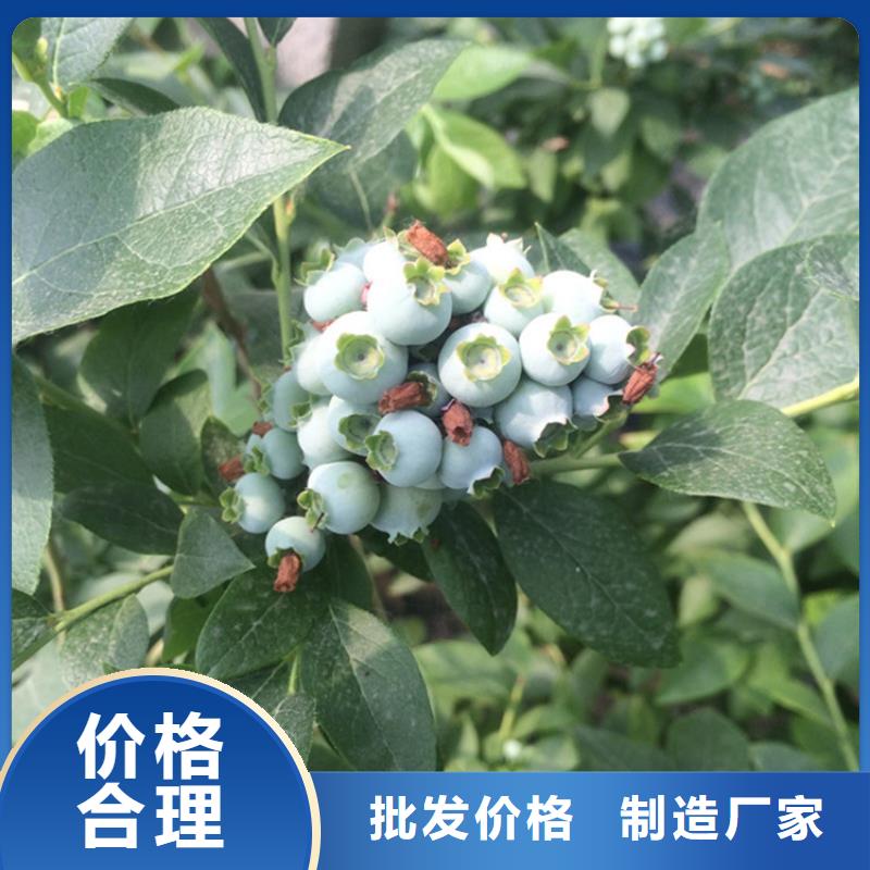 【藍莓苗】櫻桃苗加工定制