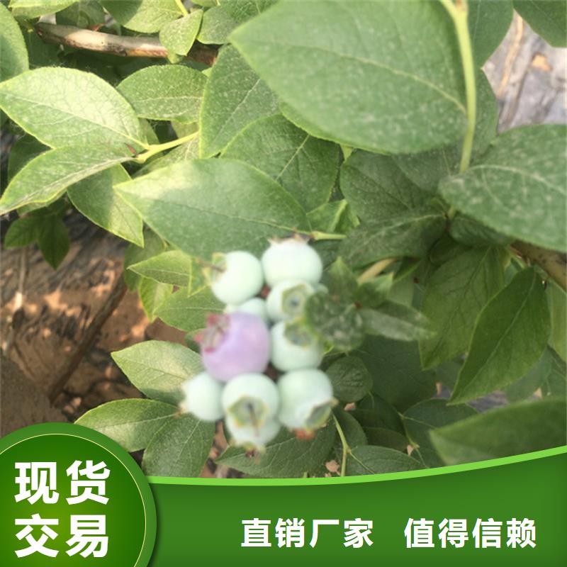 藍莓苗【葡萄苗】產品優勢特點