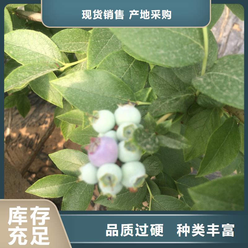 藍莓苗,櫻桃苗價格實在