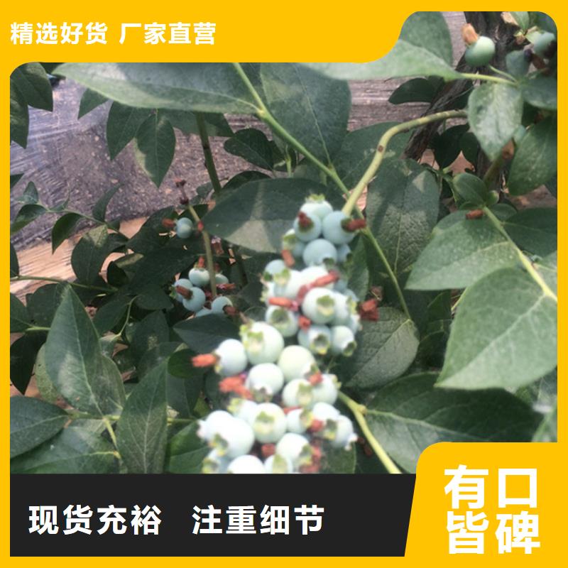 藍莓苗,蘋果苗專業(yè)完善售后