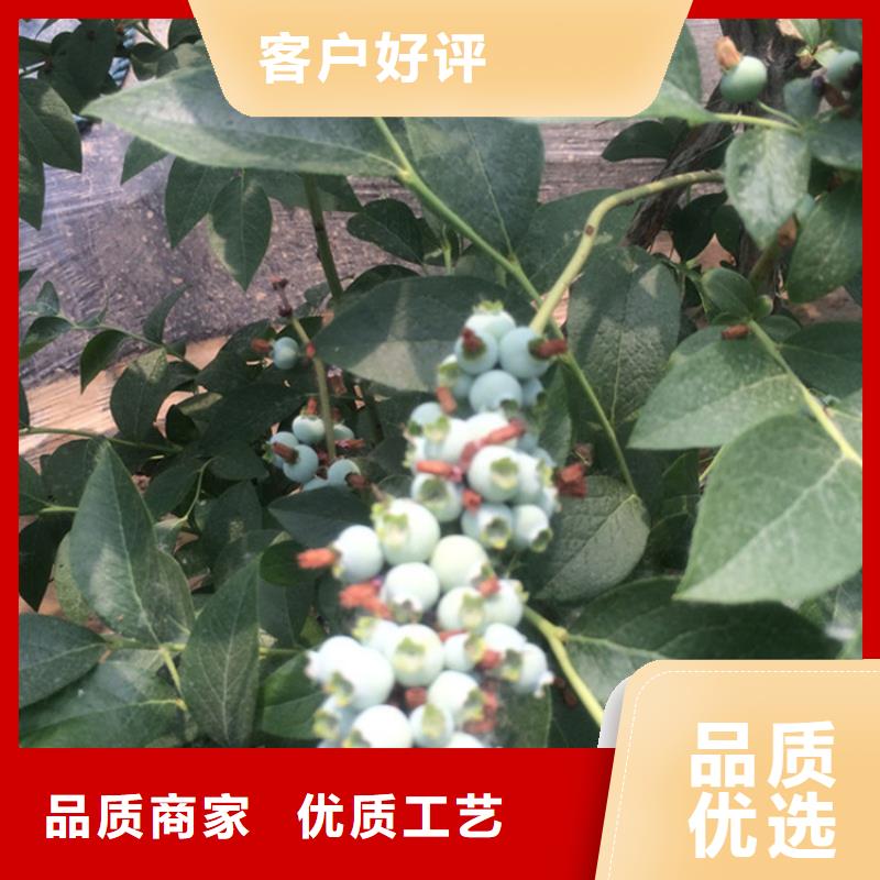 藍莓苗【蘋果苗】擁有多家成功案例