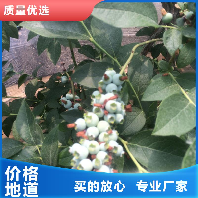 藍莓苗【蘋果苗】擁有多家成功案例