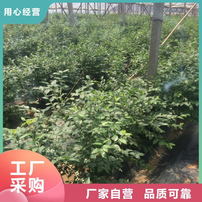 藍莓苗擁有核心技術優勢