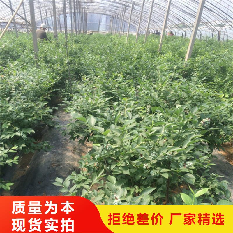 藍莓苗【草莓苗】多種規格庫存充足