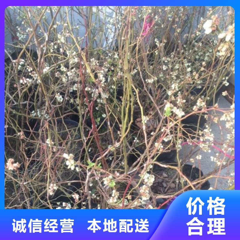 【藍莓苗】石榴樹廠家十分靠譜