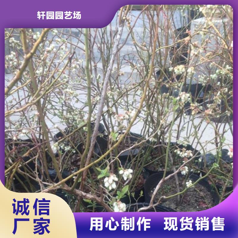 藍莓苗梨樹苗誠信商家