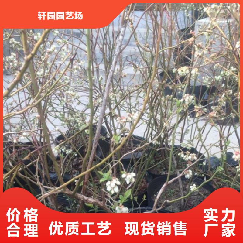 【藍莓苗,桃樹苗廠家質量過硬】