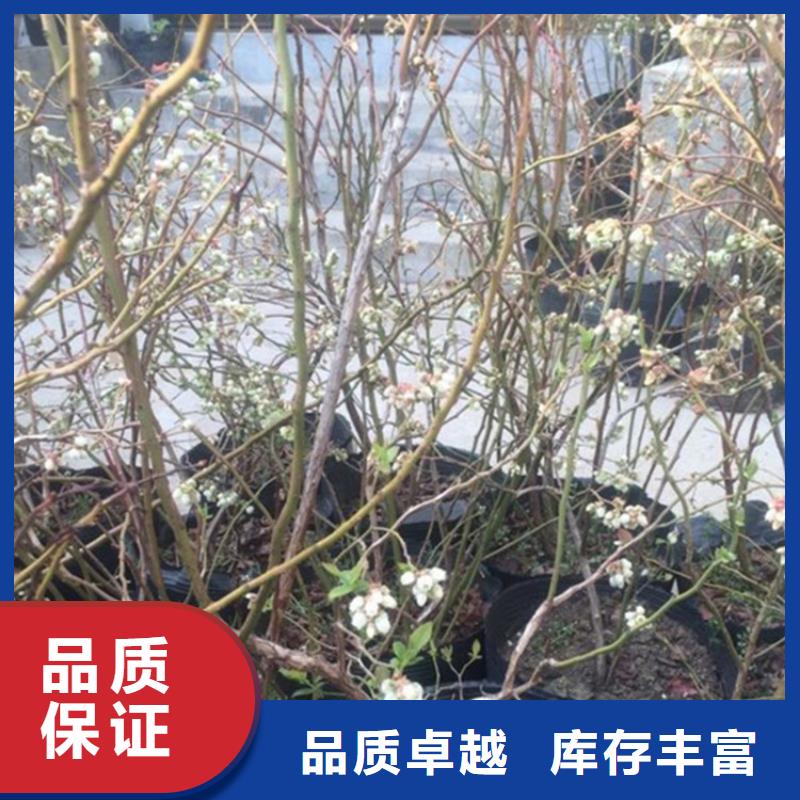 藍莓苗,【蘋果苗】保質保量