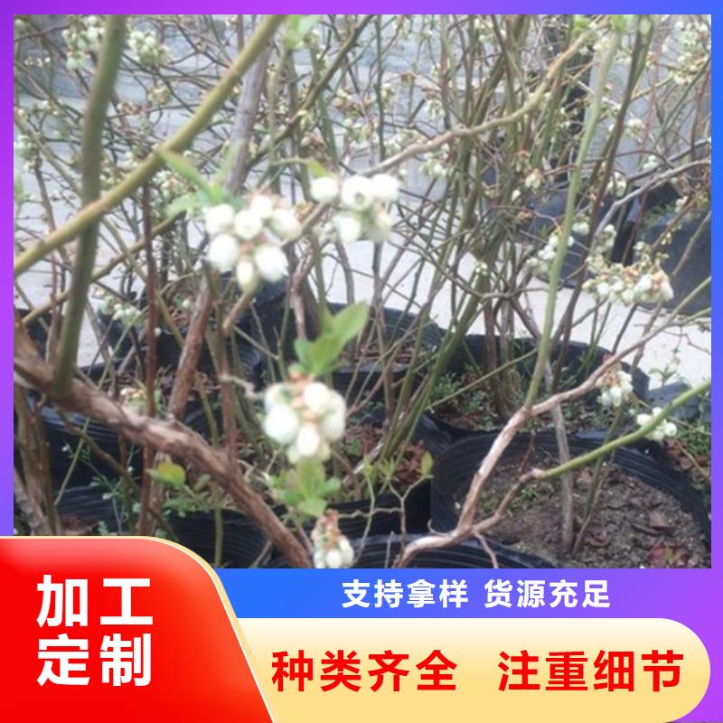 藍莓苗【蘋果苗】擁有多家成功案例