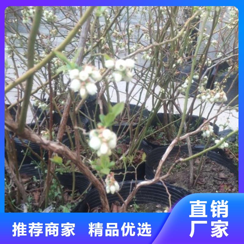 藍莓苗花椒苗款式新穎