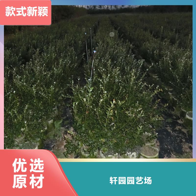 藍莓苗【櫻桃苗】全品類現貨