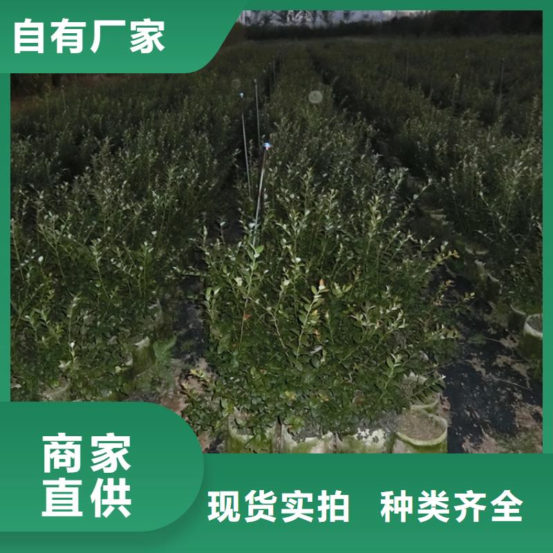 【藍莓苗】櫻桃苗加工定制