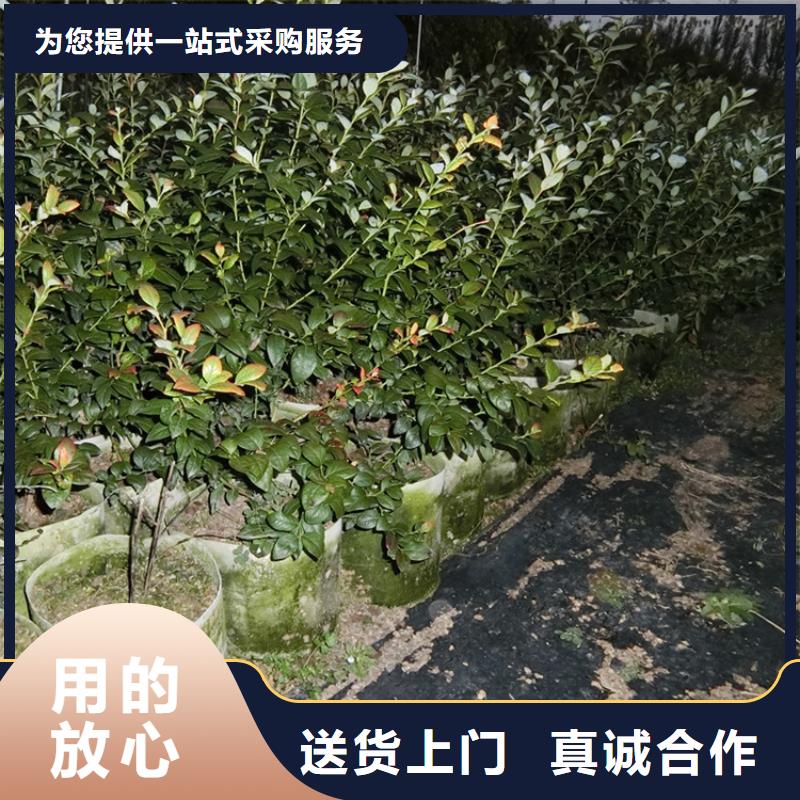 【蓝莓苗_红颜草莓严格把关质量放心】