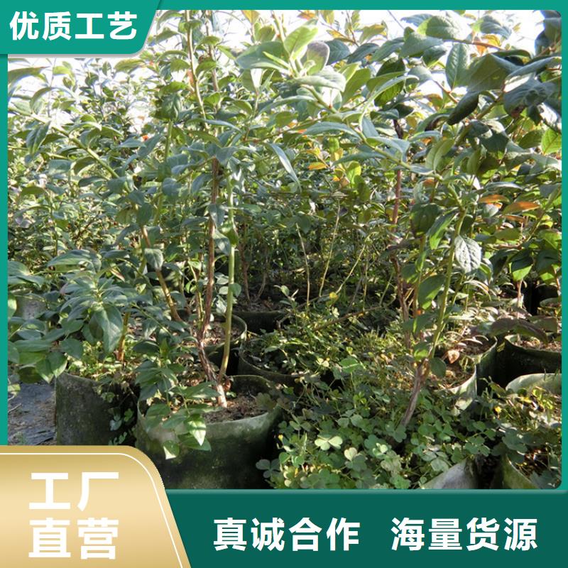 【藍莓苗】櫻桃苗加工定制