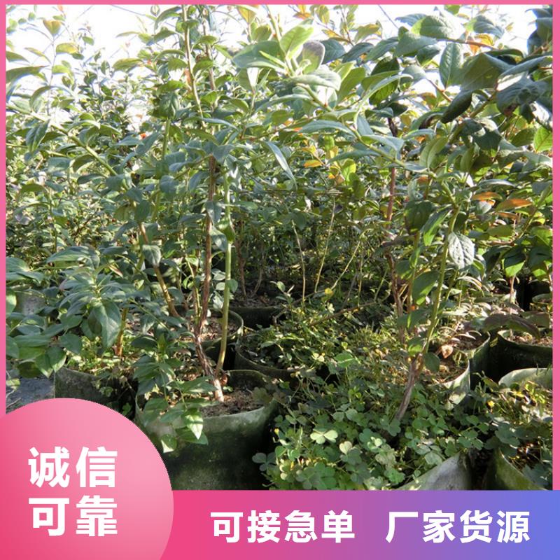 藍(lán)莓苗板栗苗省心又省錢