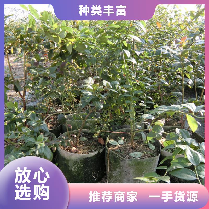 蓝莓苗樱桃苗厂家拥有先进的设备