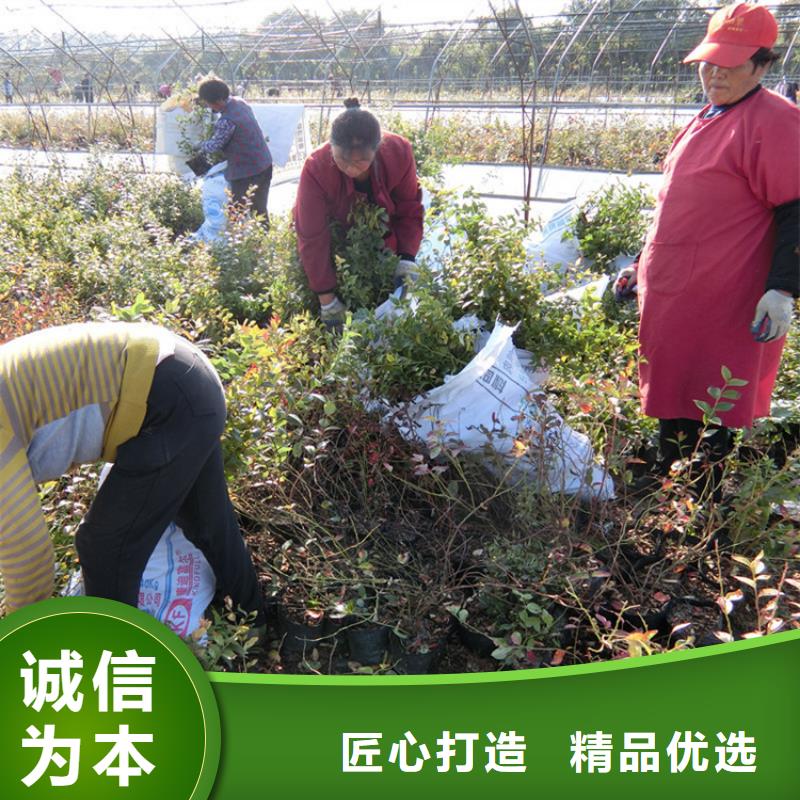 藍莓苗杏樹苗當地貨源