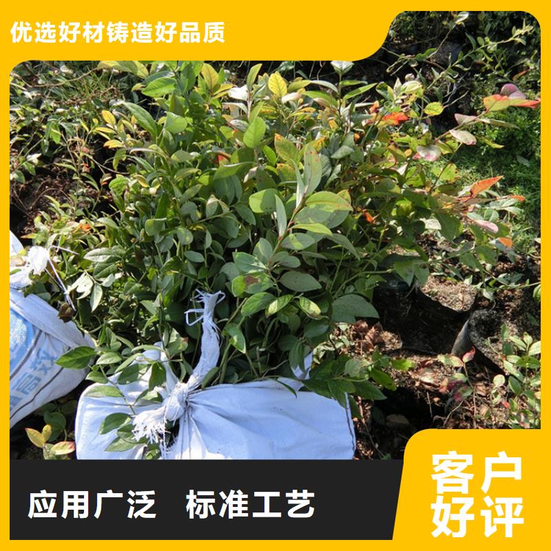 【藍莓苗】櫻桃苗加工定制