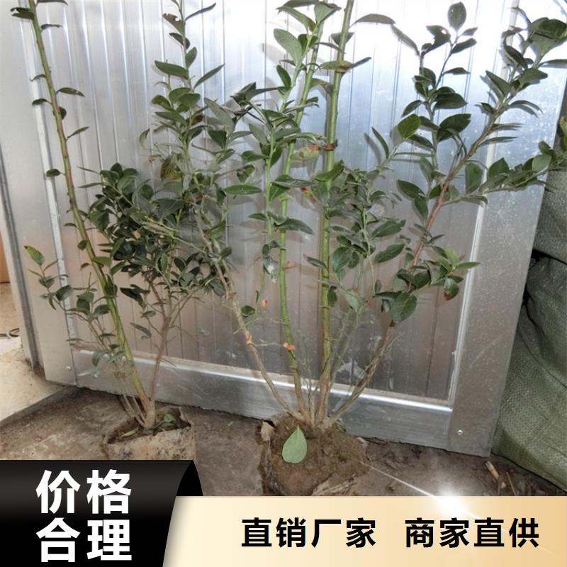 【藍莓苗】櫻桃苗加工定制