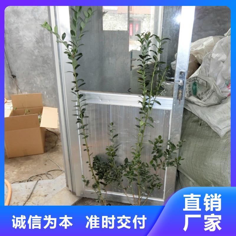 【藍莓苗,桃樹苗廠家質量過硬】