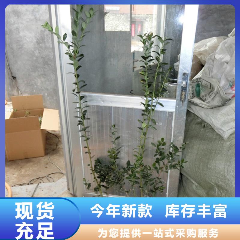 【藍莓苗】_櫻桃苗買的放心