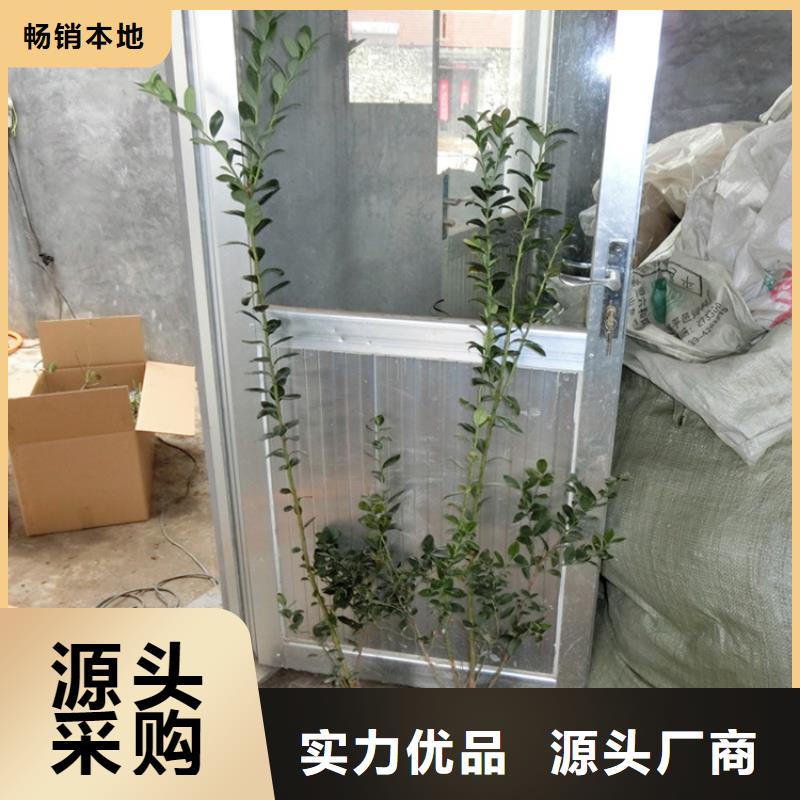 藍莓苗-石榴樹型號全價格低