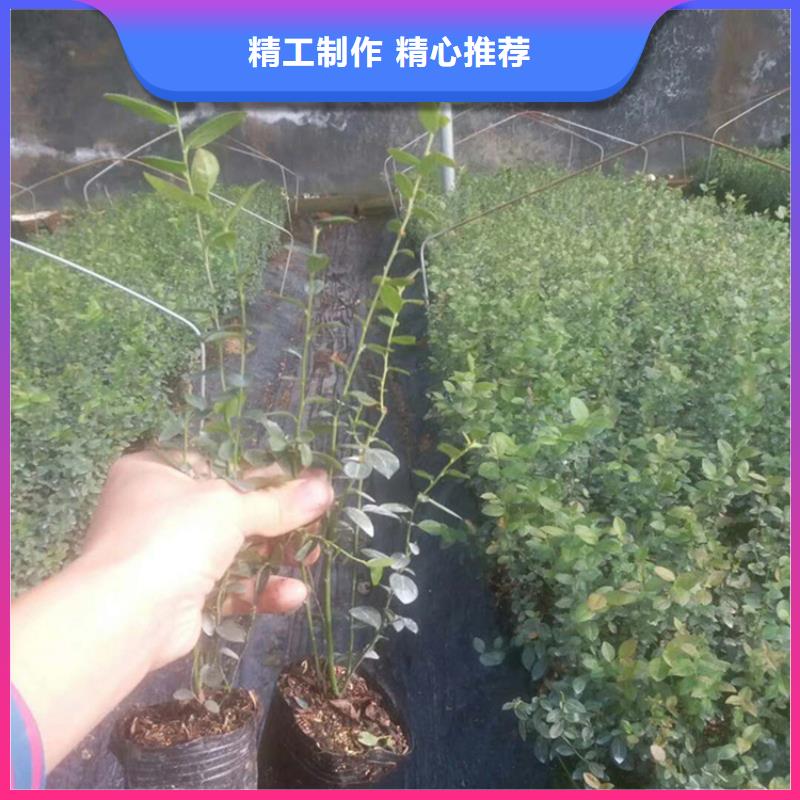 藍莓苗【杏樹苗】一站式采購商家