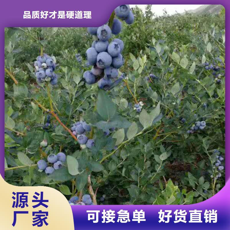 蓝莓苗樱桃苗厂家拥有先进的设备