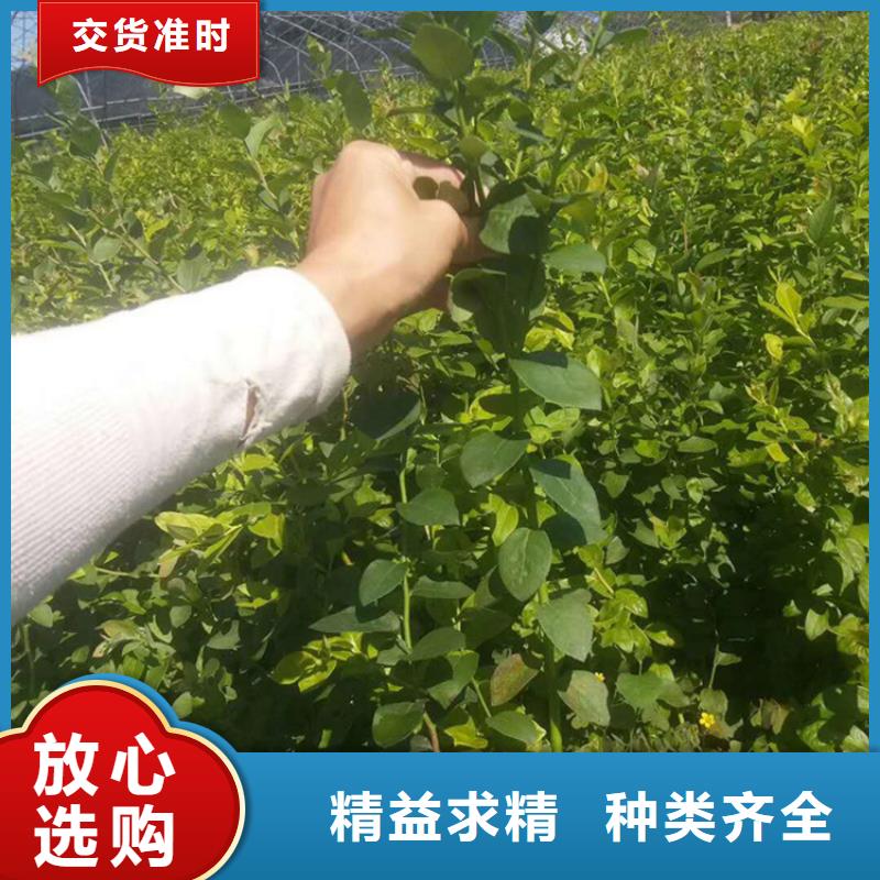 藍莓苗無花果苗專業(yè)完善售后