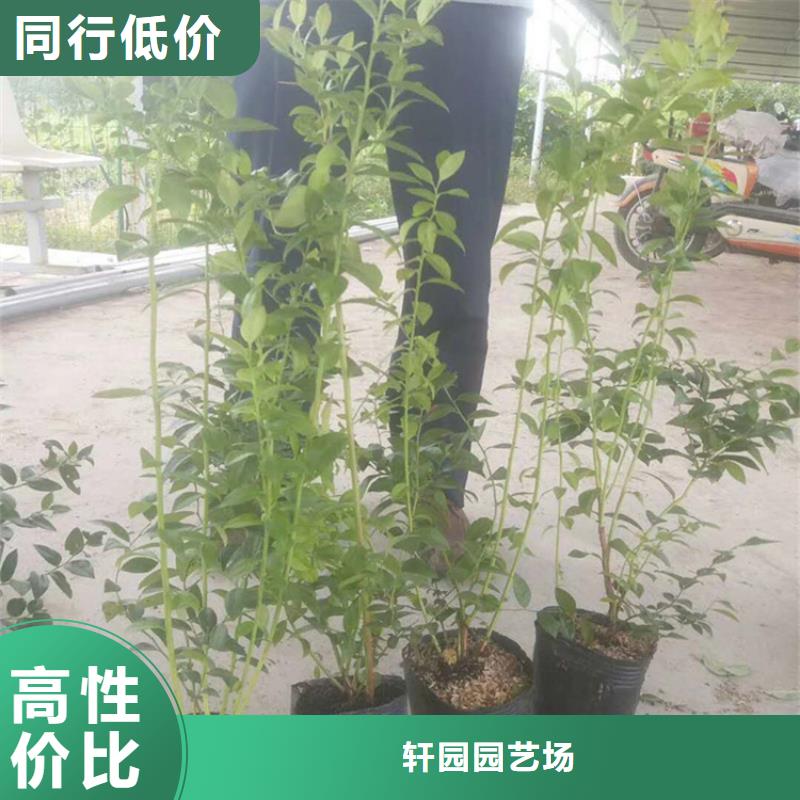 藍莓苗【蘋果苗】拒絕中間商