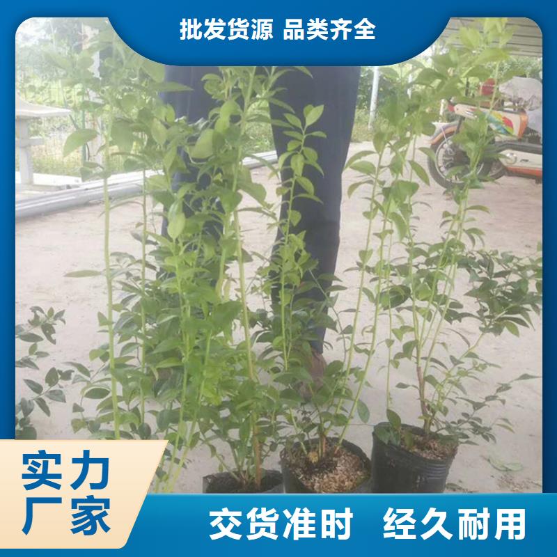 藍莓苗蘋果苗大量現(xiàn)貨供應