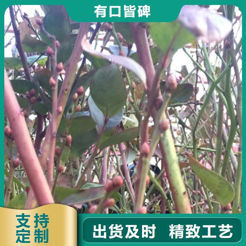 蓝莓苗,【苹果苗】保质保量