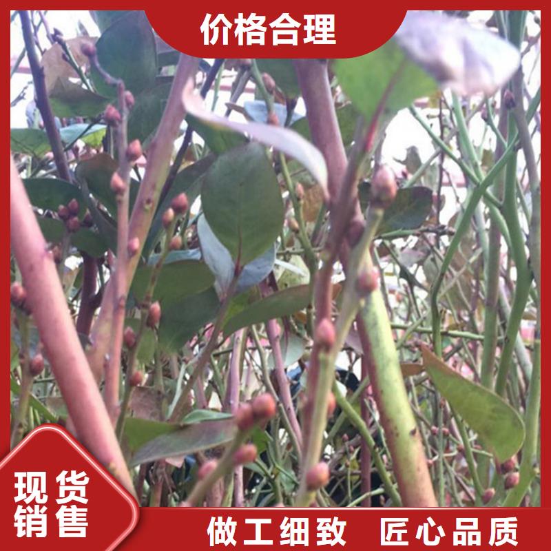 藍莓苗-石榴樹型號全價格低