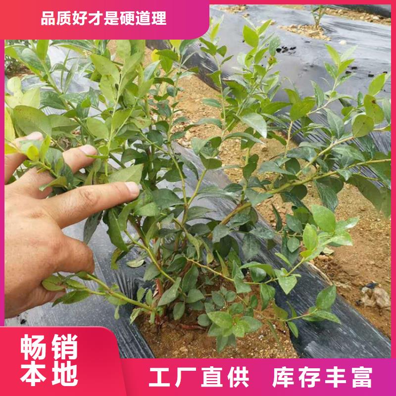 藍莓苗_嘎啦蘋果工廠批發