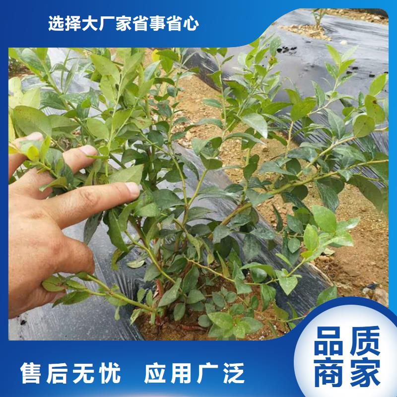 藍莓苗_【櫻桃苗】市場行情